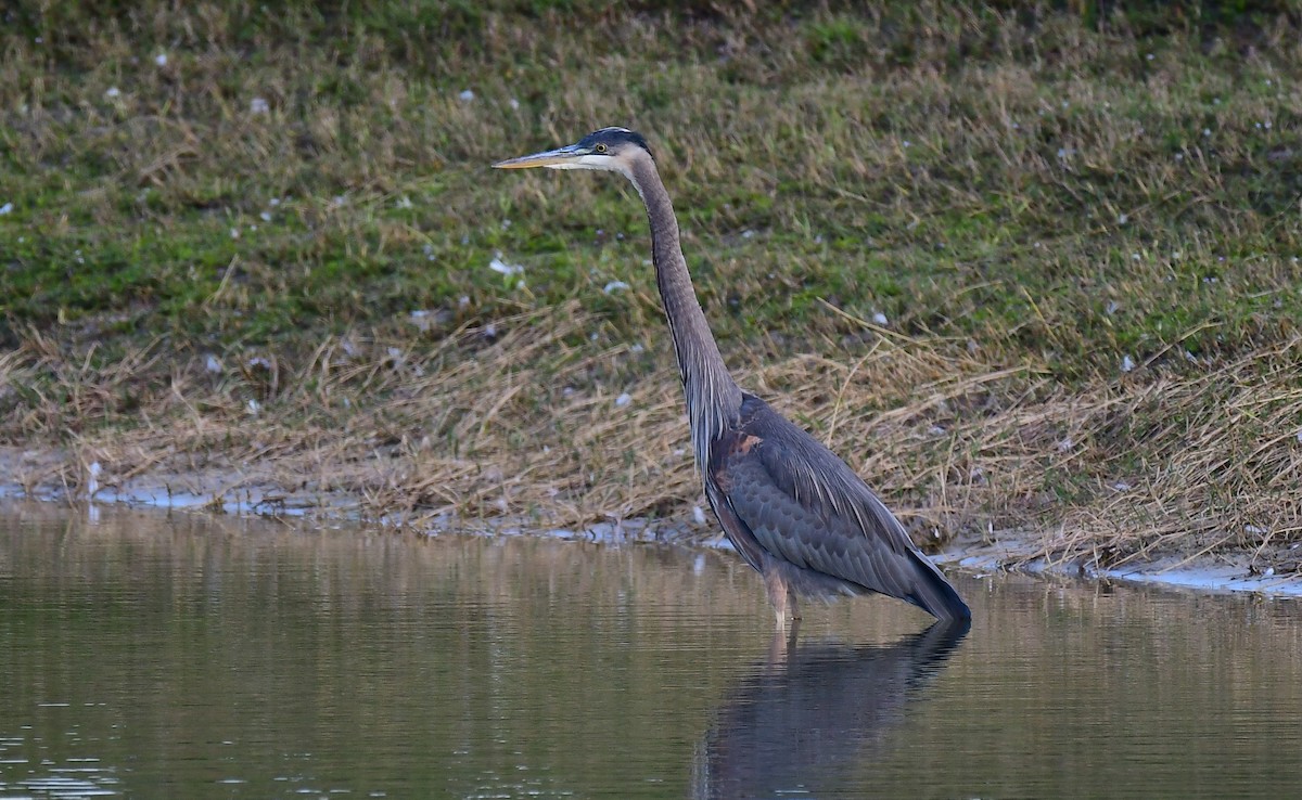 Great Blue Heron - ML647131404