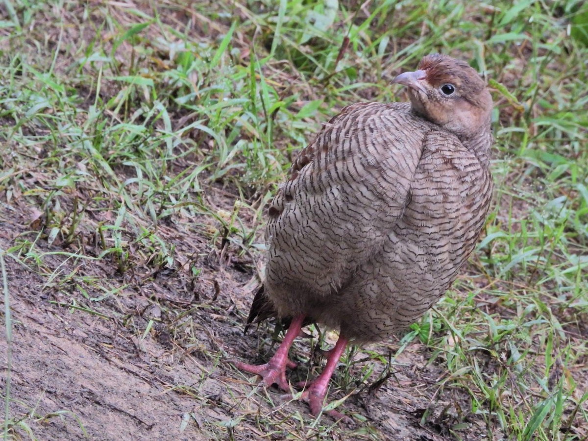 Gray Francolin - ML647131407
