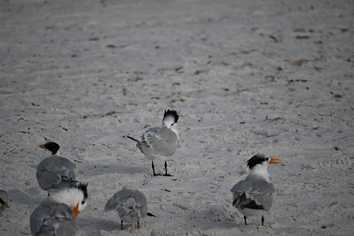 Royal Tern - ML647131408