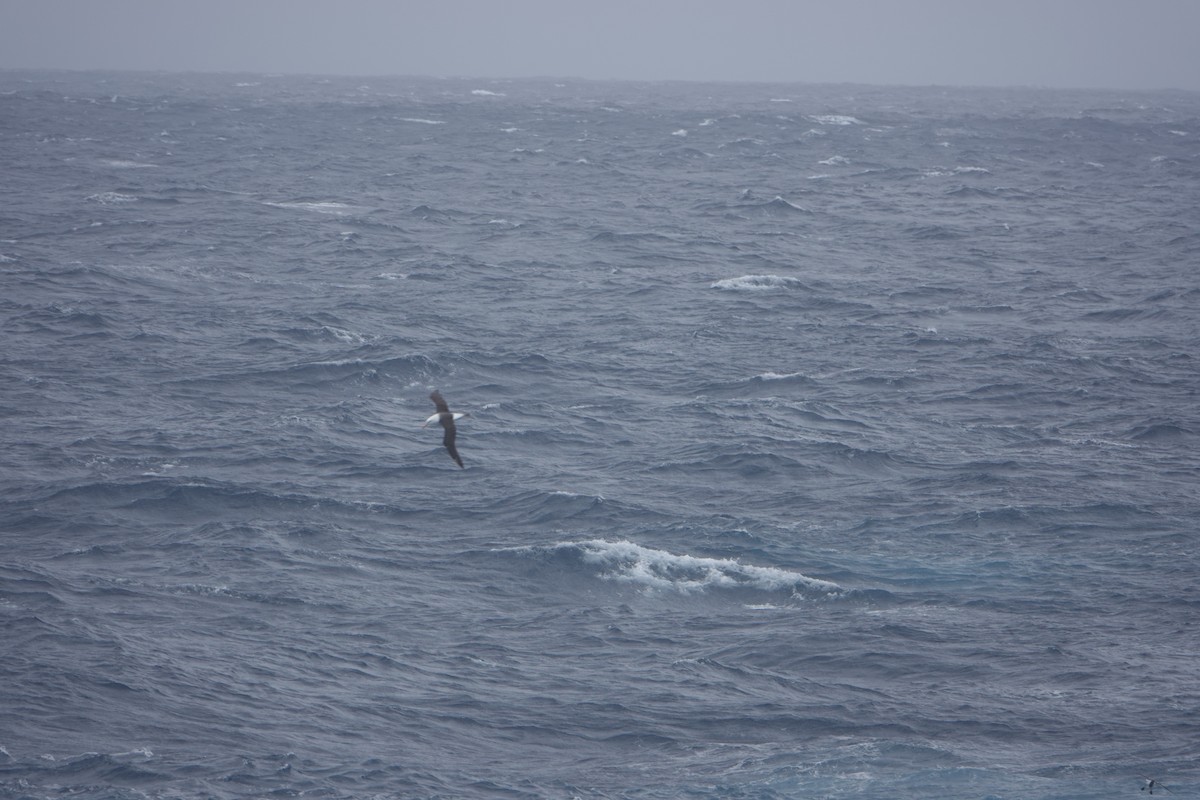 Black-browed Albatross - ML647131412