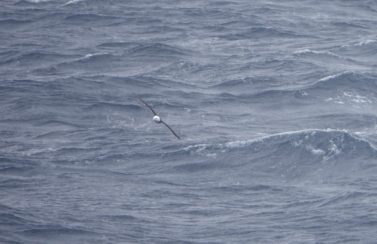 Black-browed Albatross - ML647131413