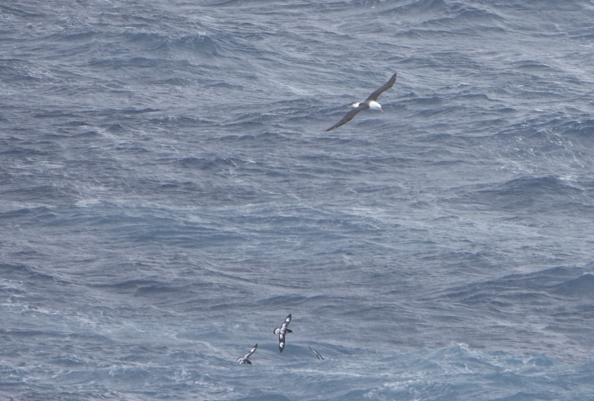 Black-browed Albatross - ML647131415