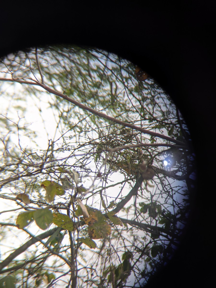 White-edged Oriole - ML647131416