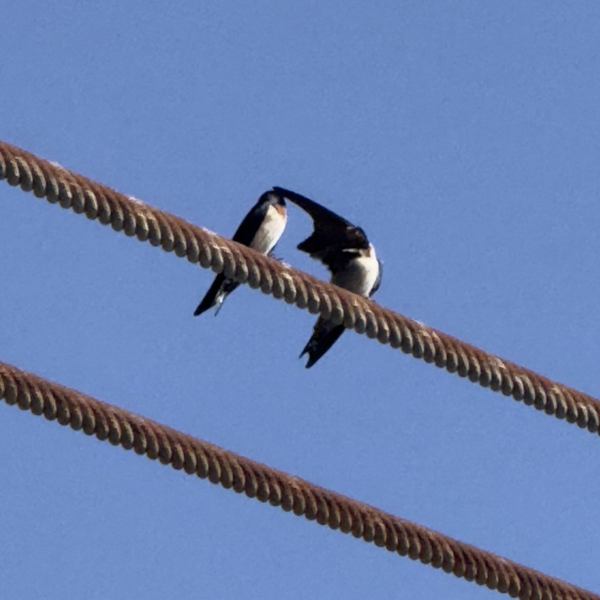 vlaštovka pacifická - ML647131421