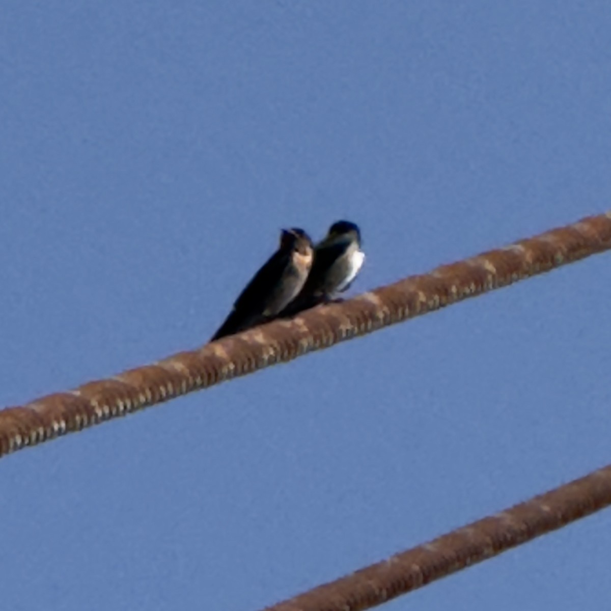 vlaštovka pacifická - ML647131422