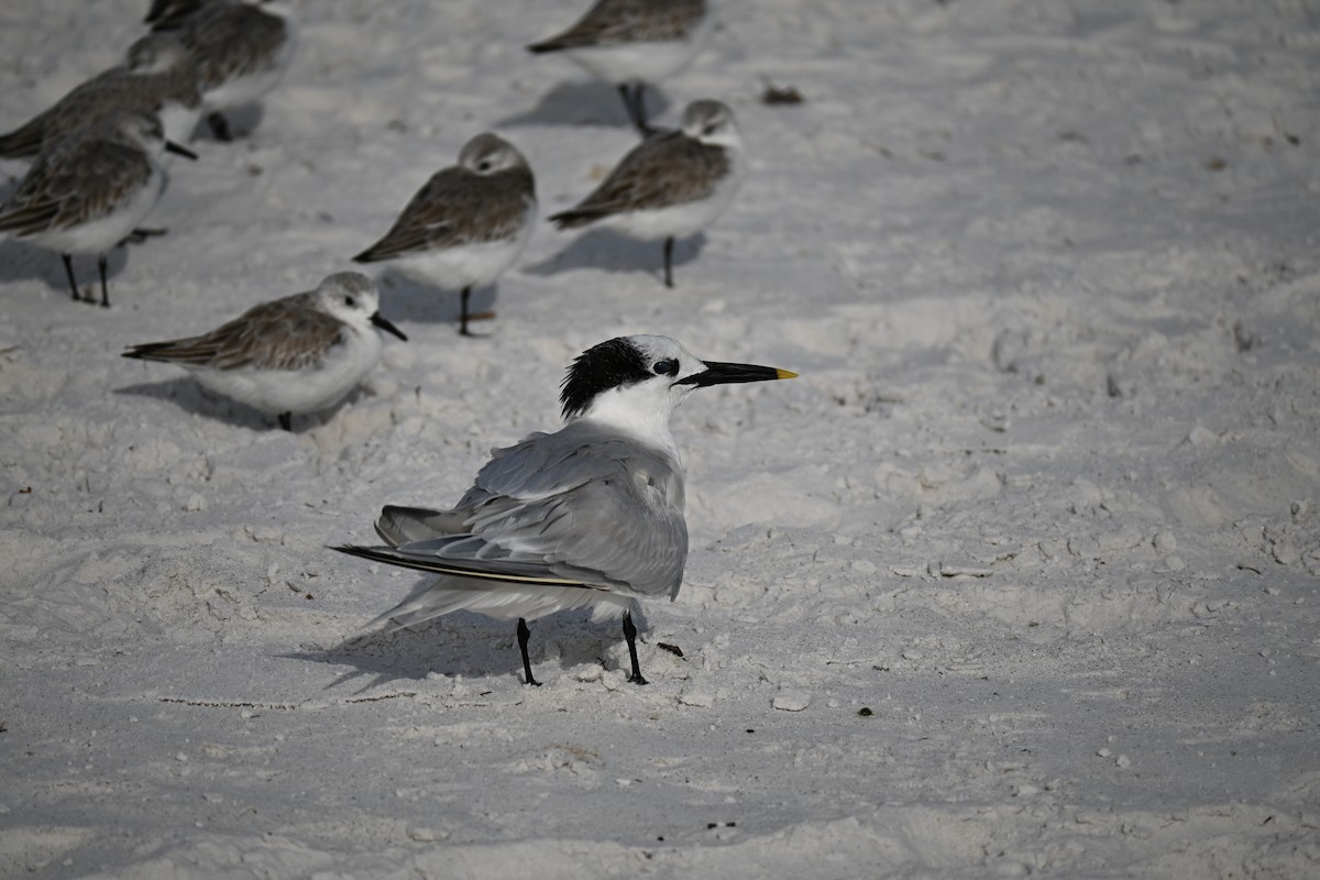 白嘴端燕鷗 - ML647131425