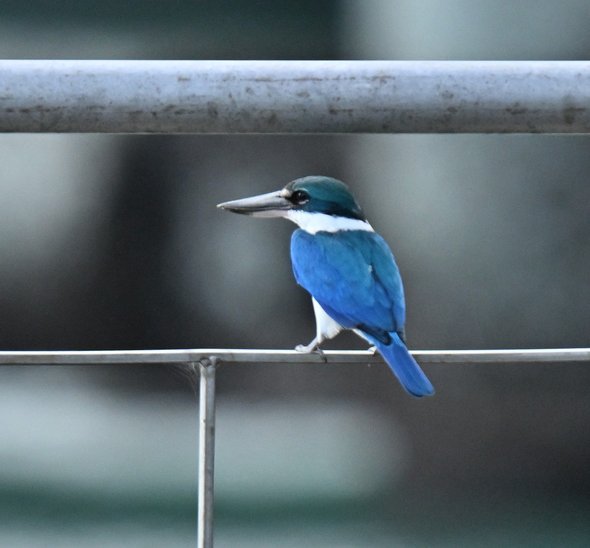 Martin-chasseur à collier blanc - ML647131427