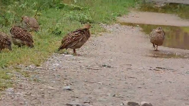 Gray Francolin - ML647131435