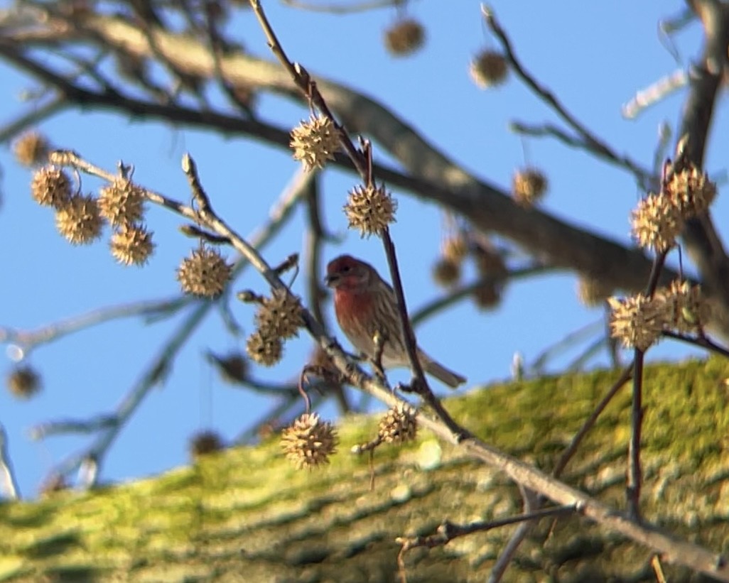 Roselin familier - ML647131449