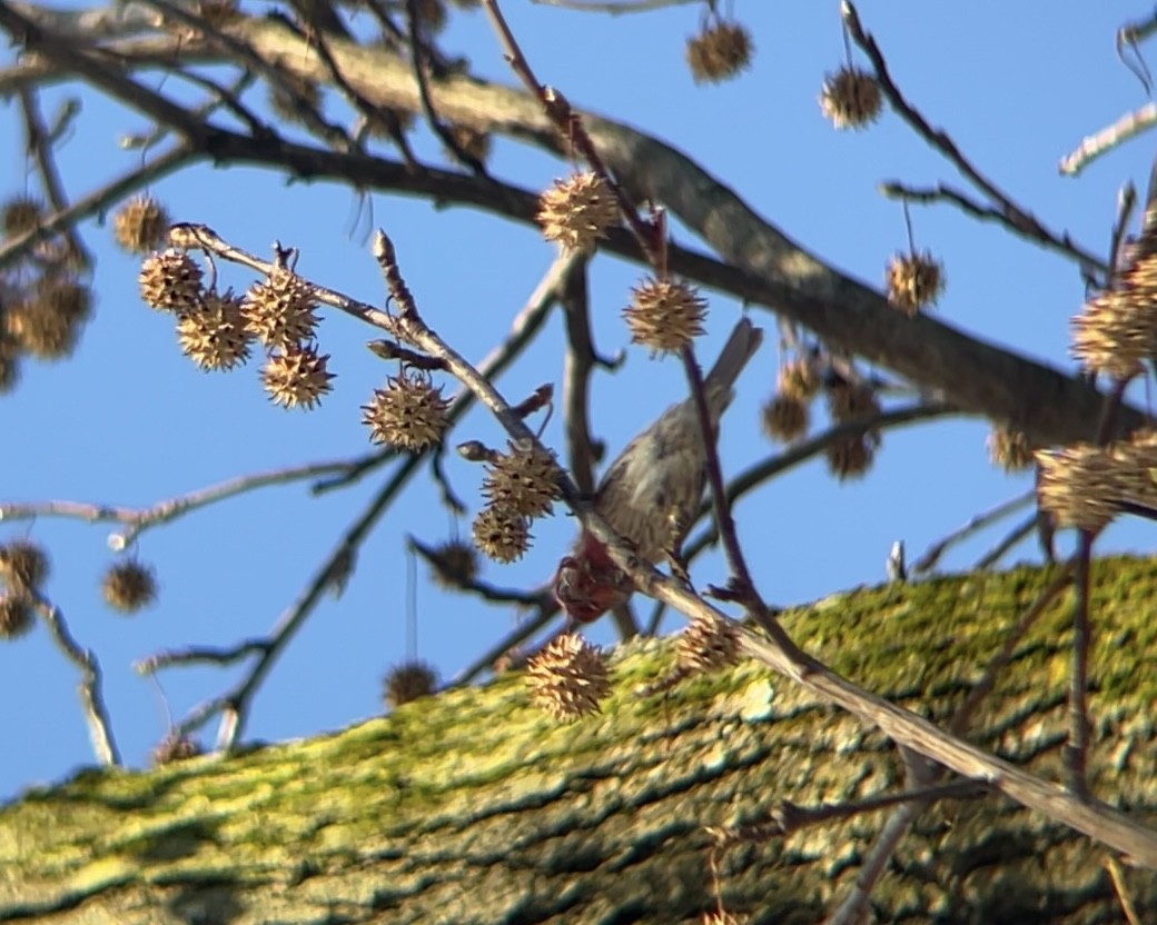 Roselin familier - ML647131450