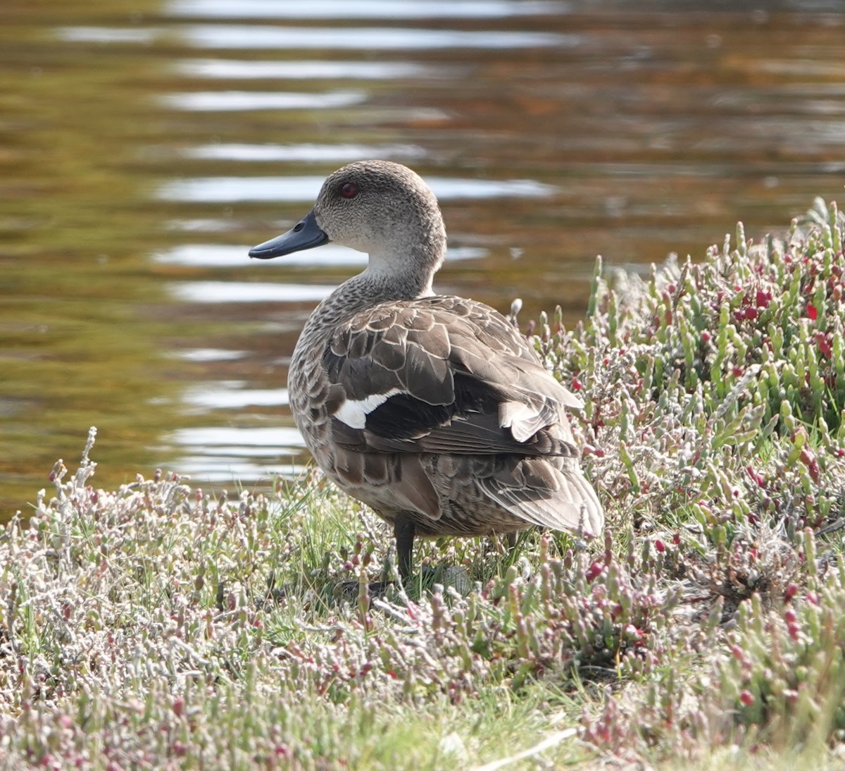 Australente - ML647131455