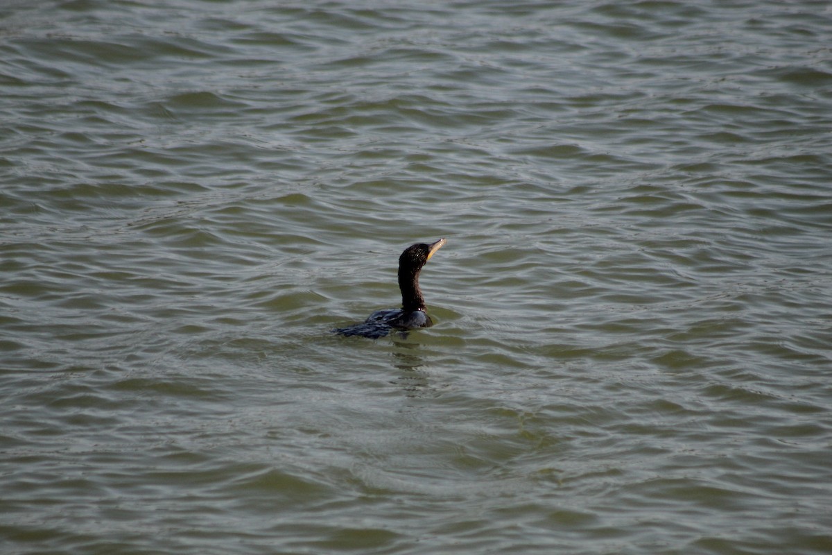 Neotropic Cormorant - ML647131456