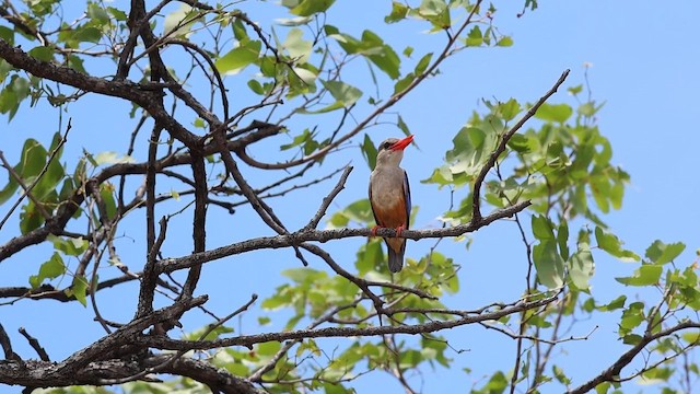 Gray-headed Kingfisher - ML647131457