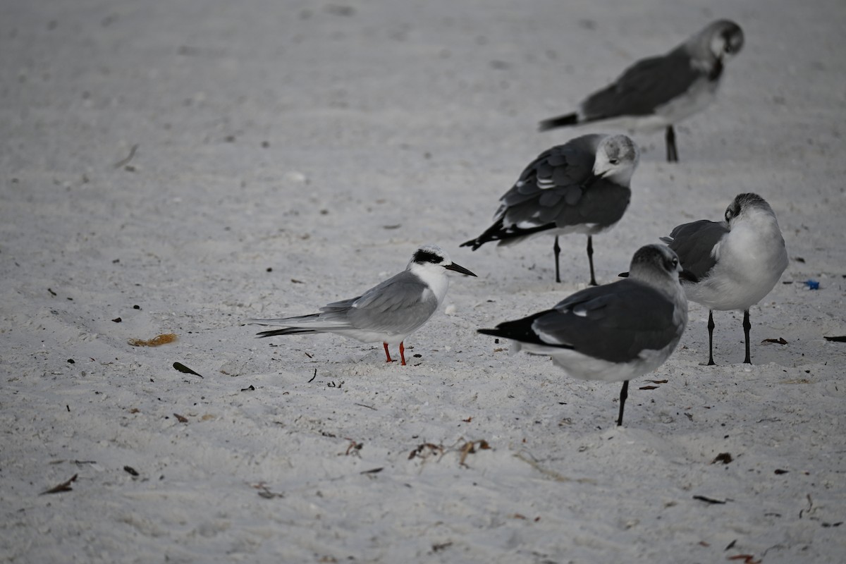 メリケンアジサシ - ML647131463