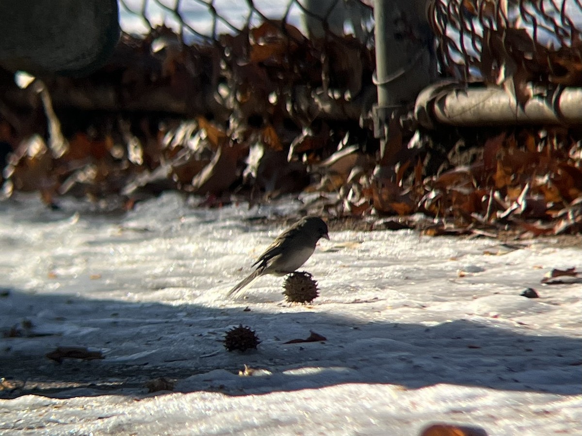Dark-eyed Junco (Slate-colored) - ML647131478