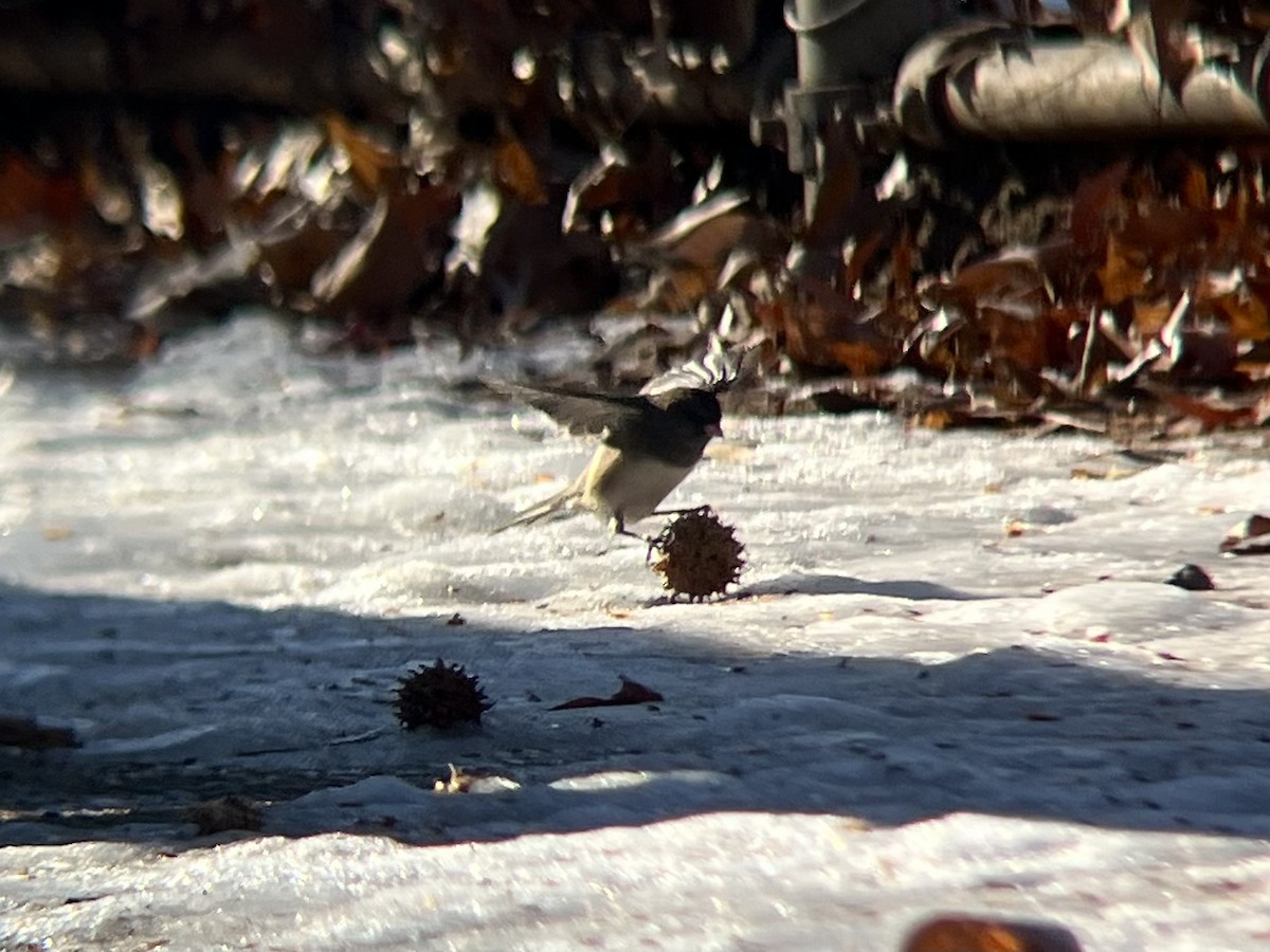 Dark-eyed Junco (Slate-colored) - ML647131479