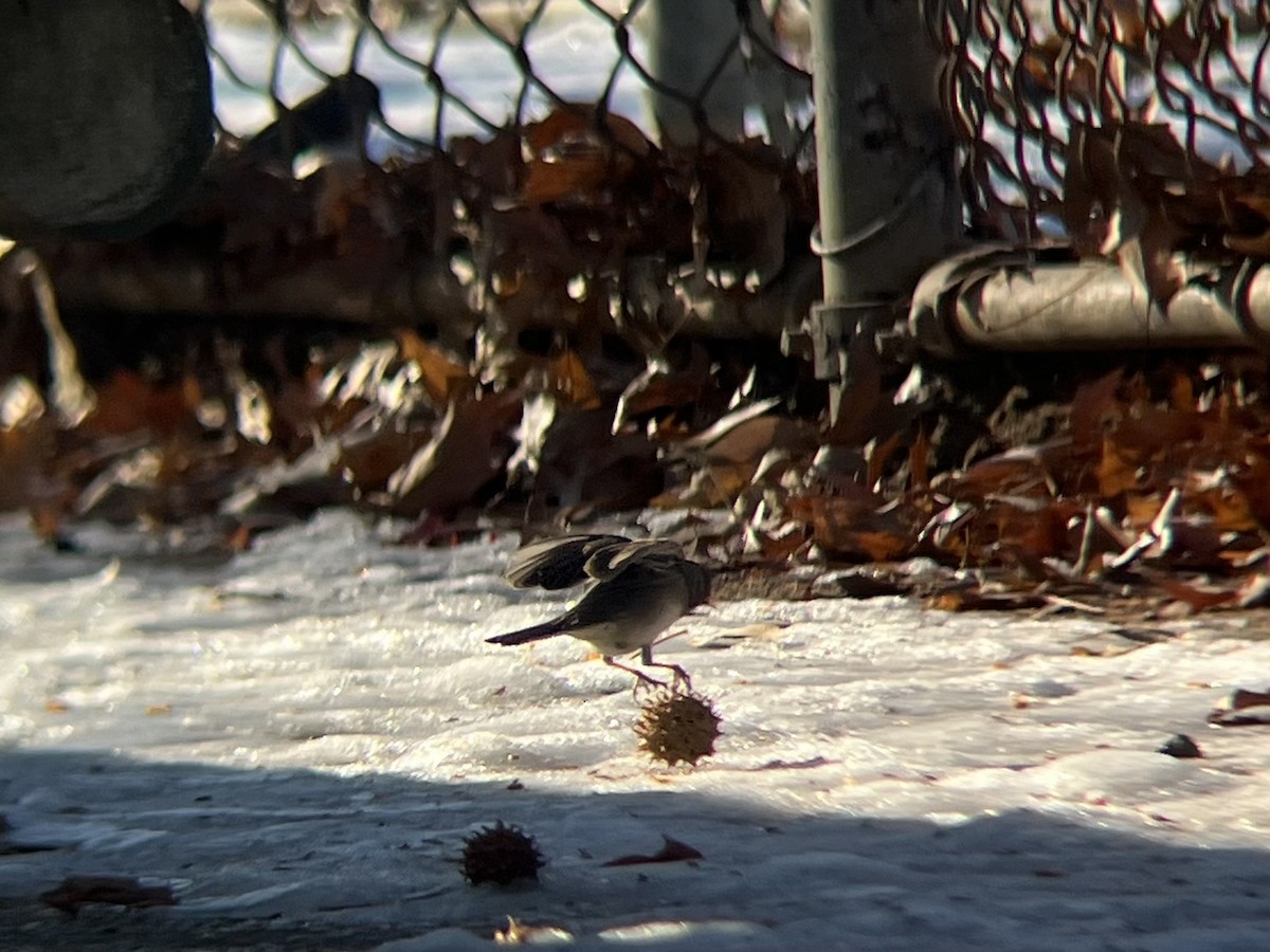 Dark-eyed Junco (Slate-colored) - ML647131480