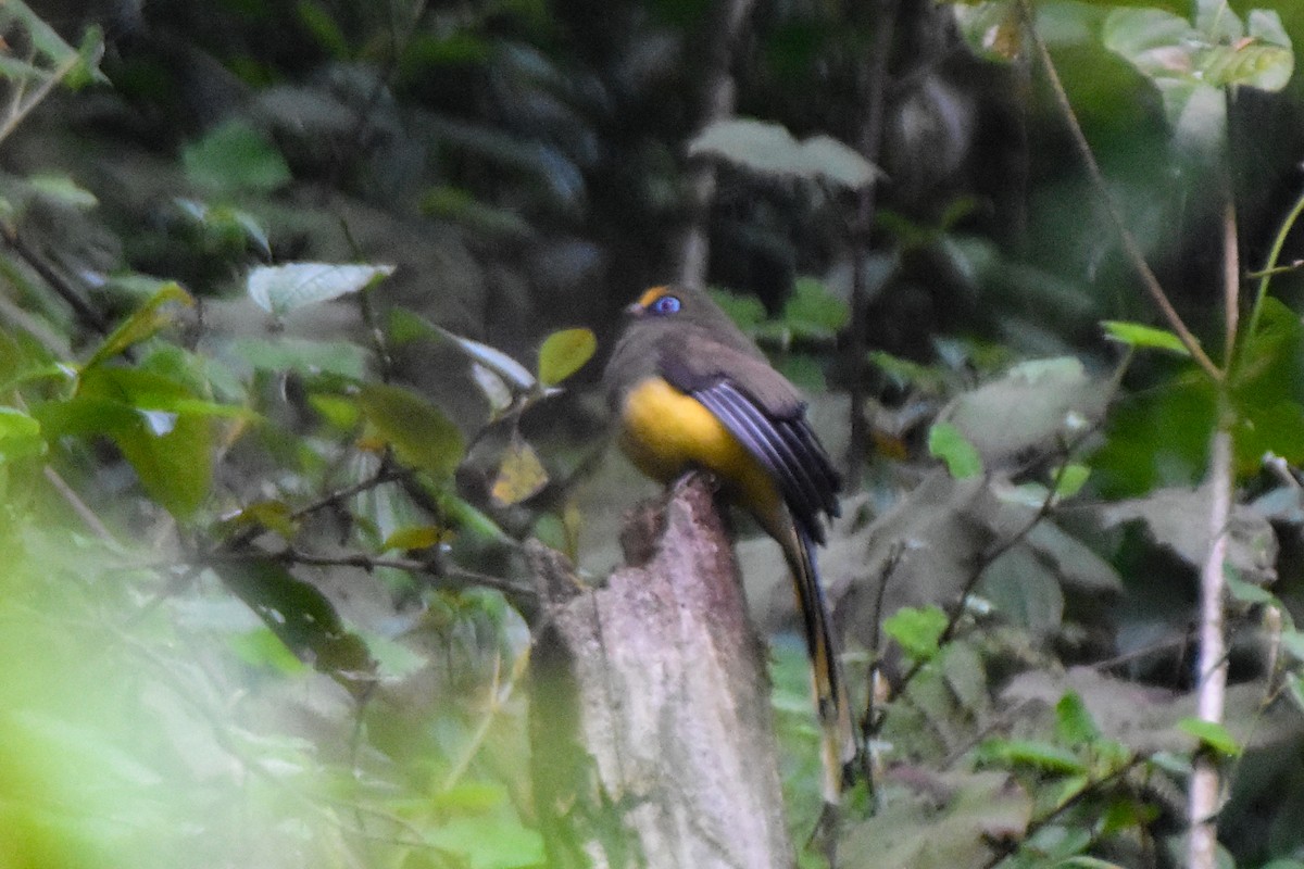 Ward's Trogon - ML647131491