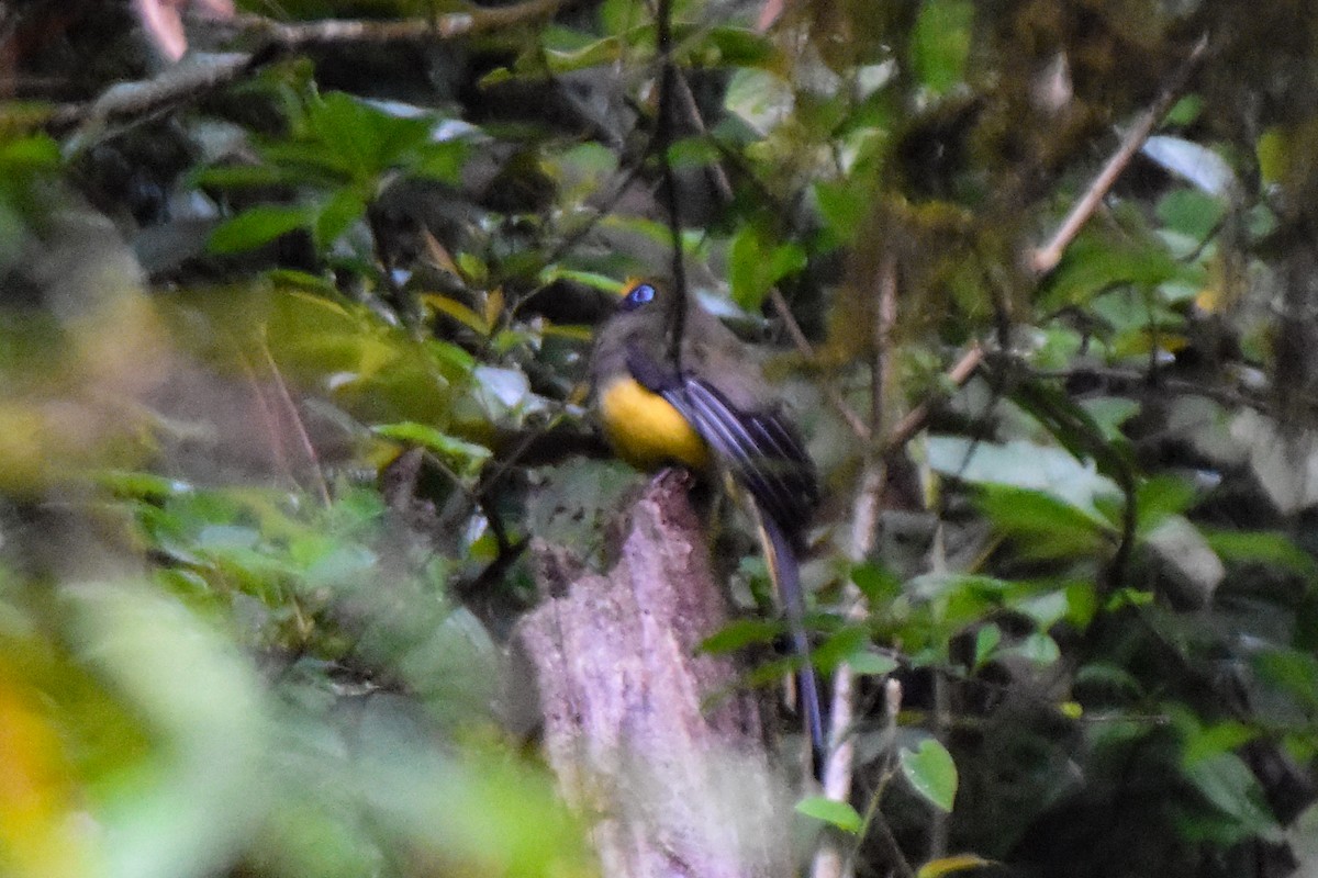 Ward's Trogon - ML647131492