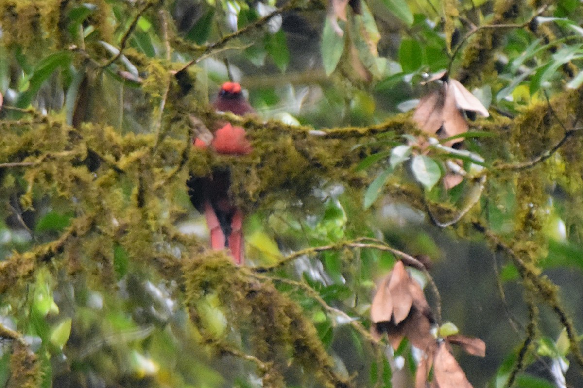 Ward's Trogon - ML647131493