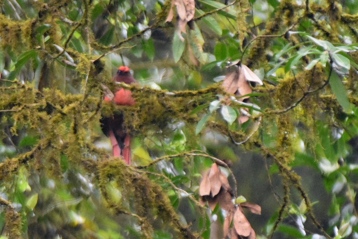 Ward's Trogon - ML647131494