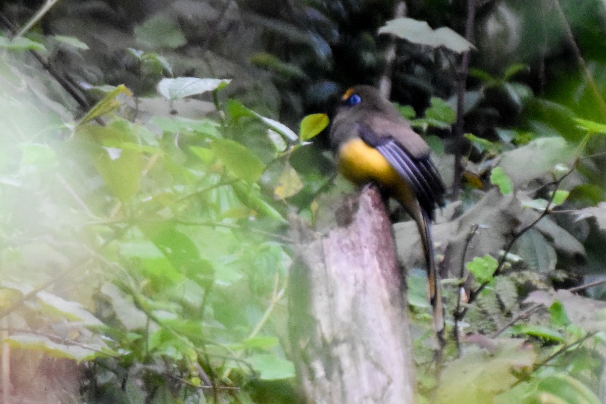 Ward's Trogon - ML647131495