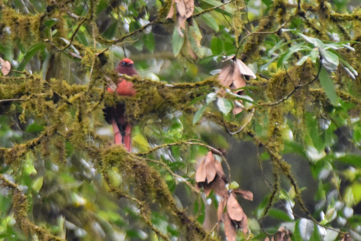 Ward's Trogon - ML647131496