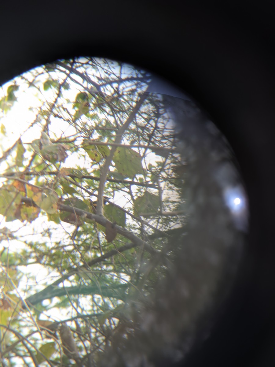 White-edged Oriole - ML647131506