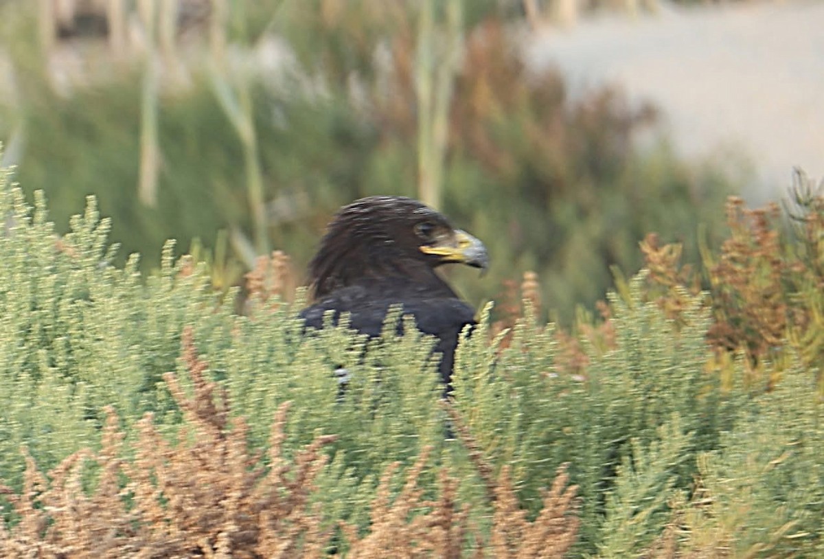 Greater Spotted Eagle - ML647131509