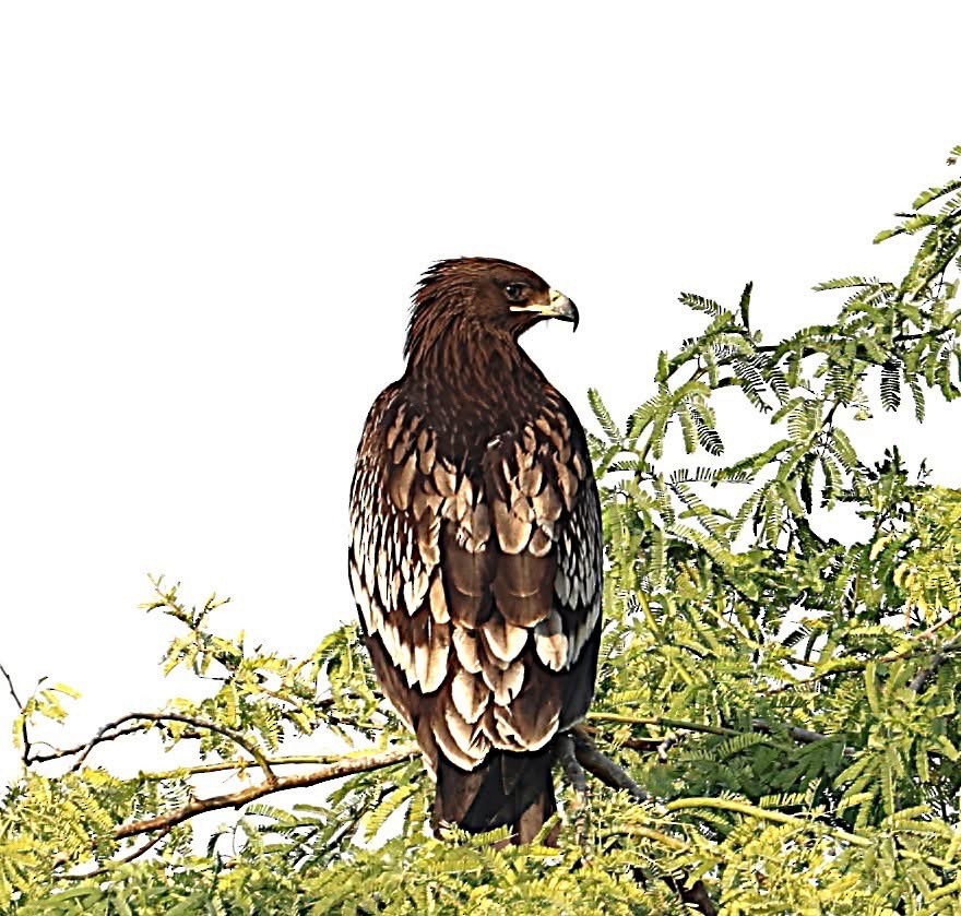 Greater Spotted Eagle - ML647131510