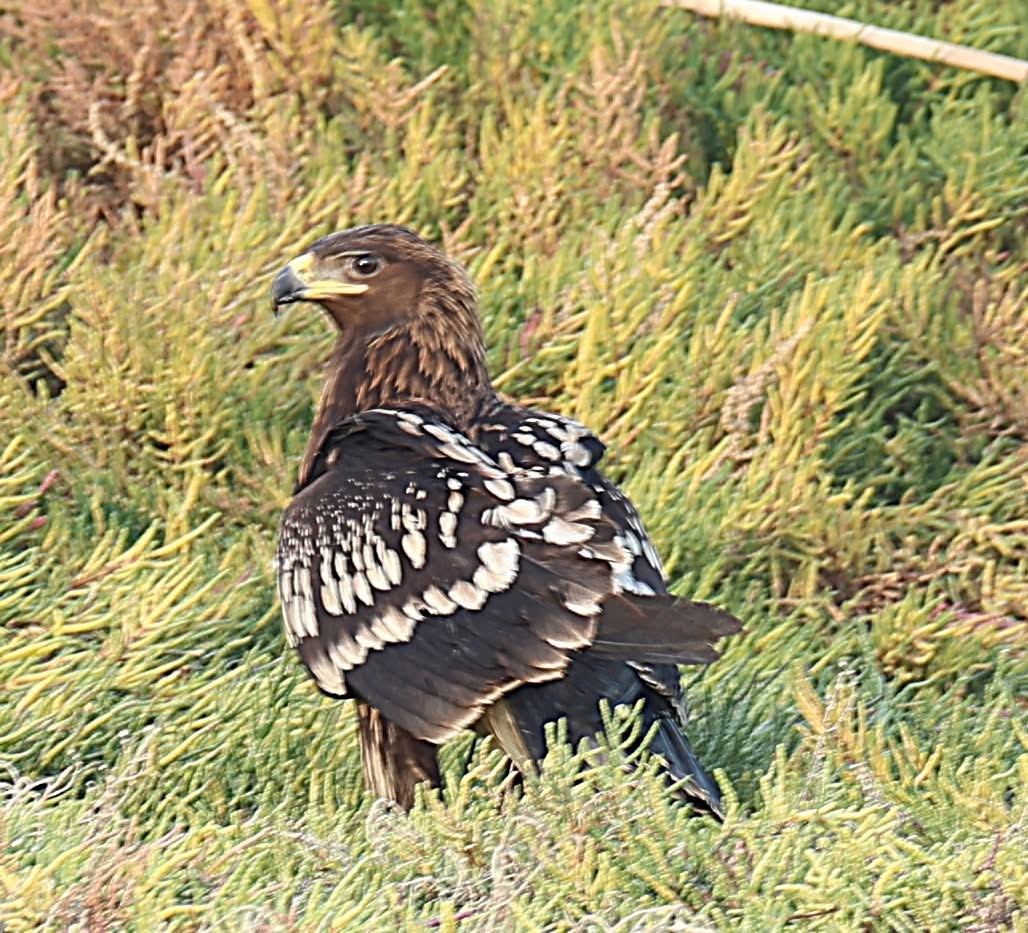 Greater Spotted Eagle - ML647131511