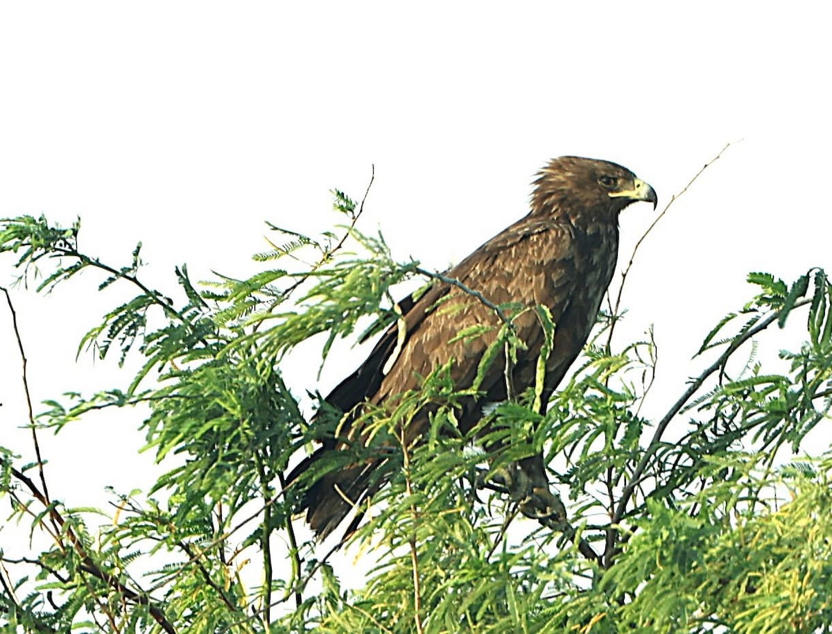 Greater Spotted Eagle - ML647131512