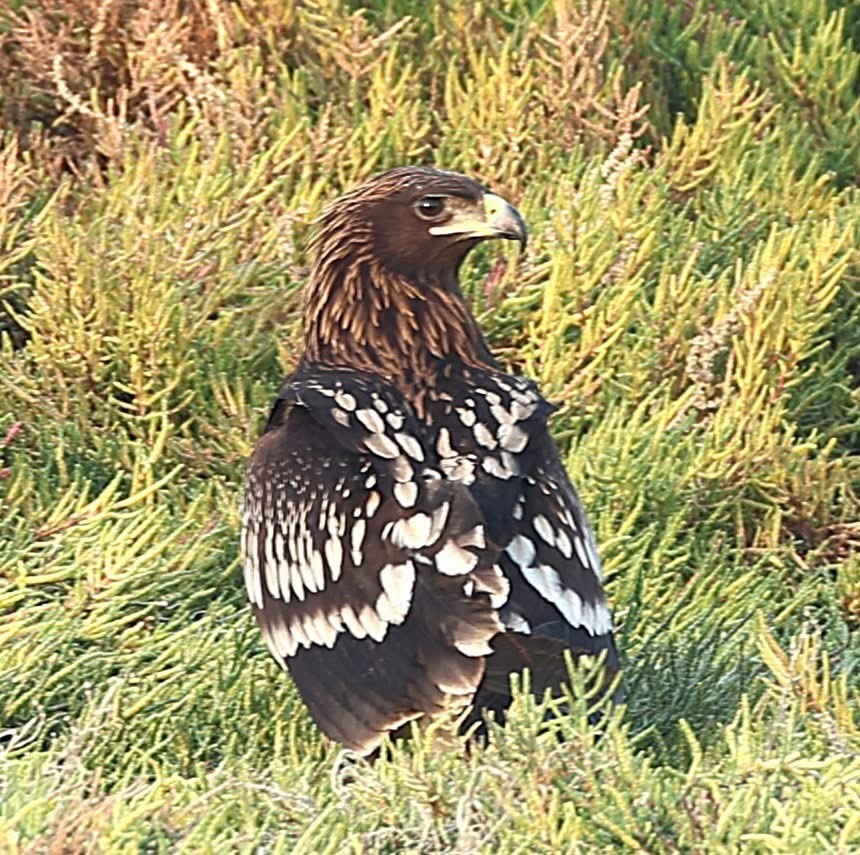 Greater Spotted Eagle - ML647131513