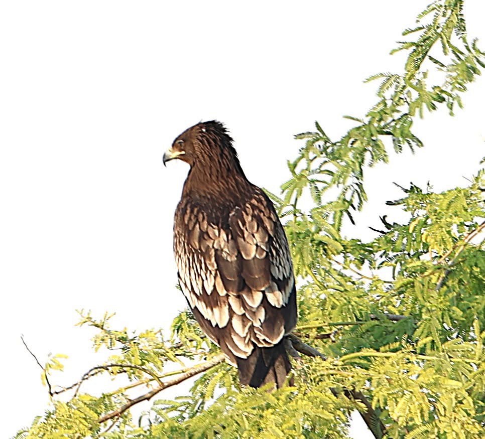 Greater Spotted Eagle - ML647131514