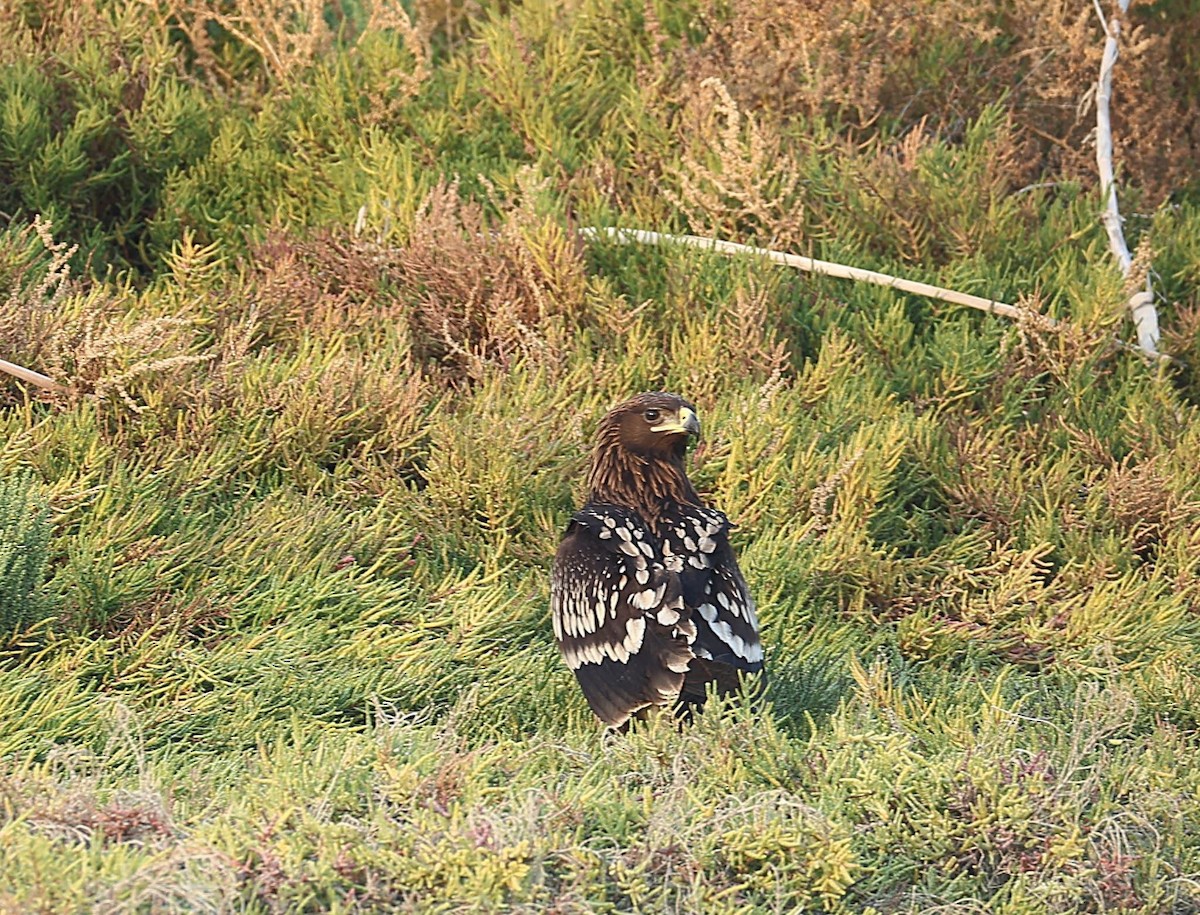 Greater Spotted Eagle - ML647131515
