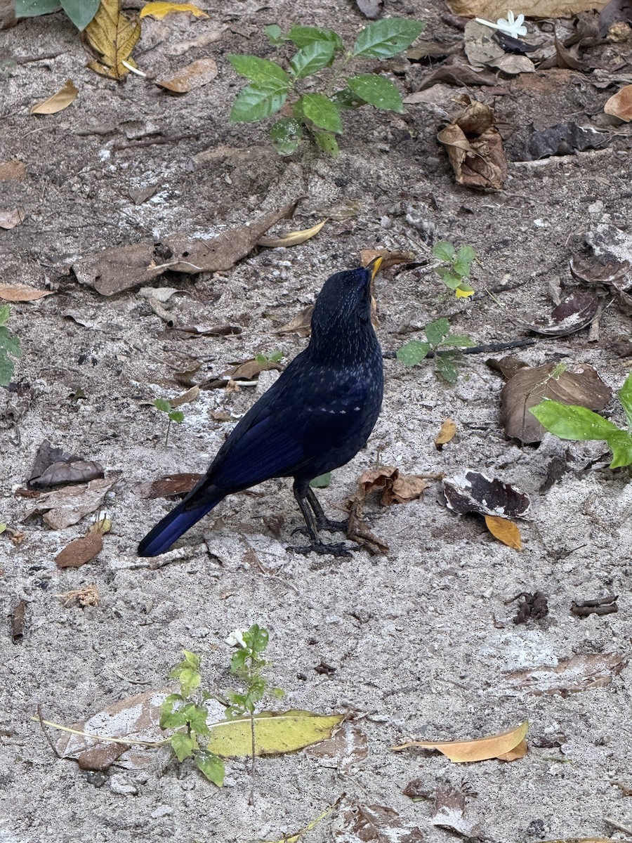 modravec siný - ML647131534