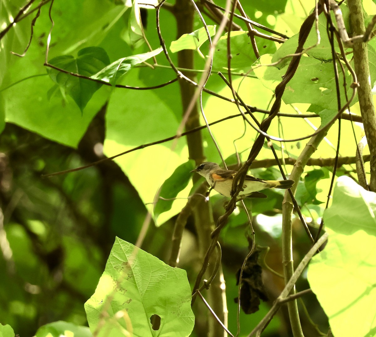 Горихвостковая древесница - ML647131543