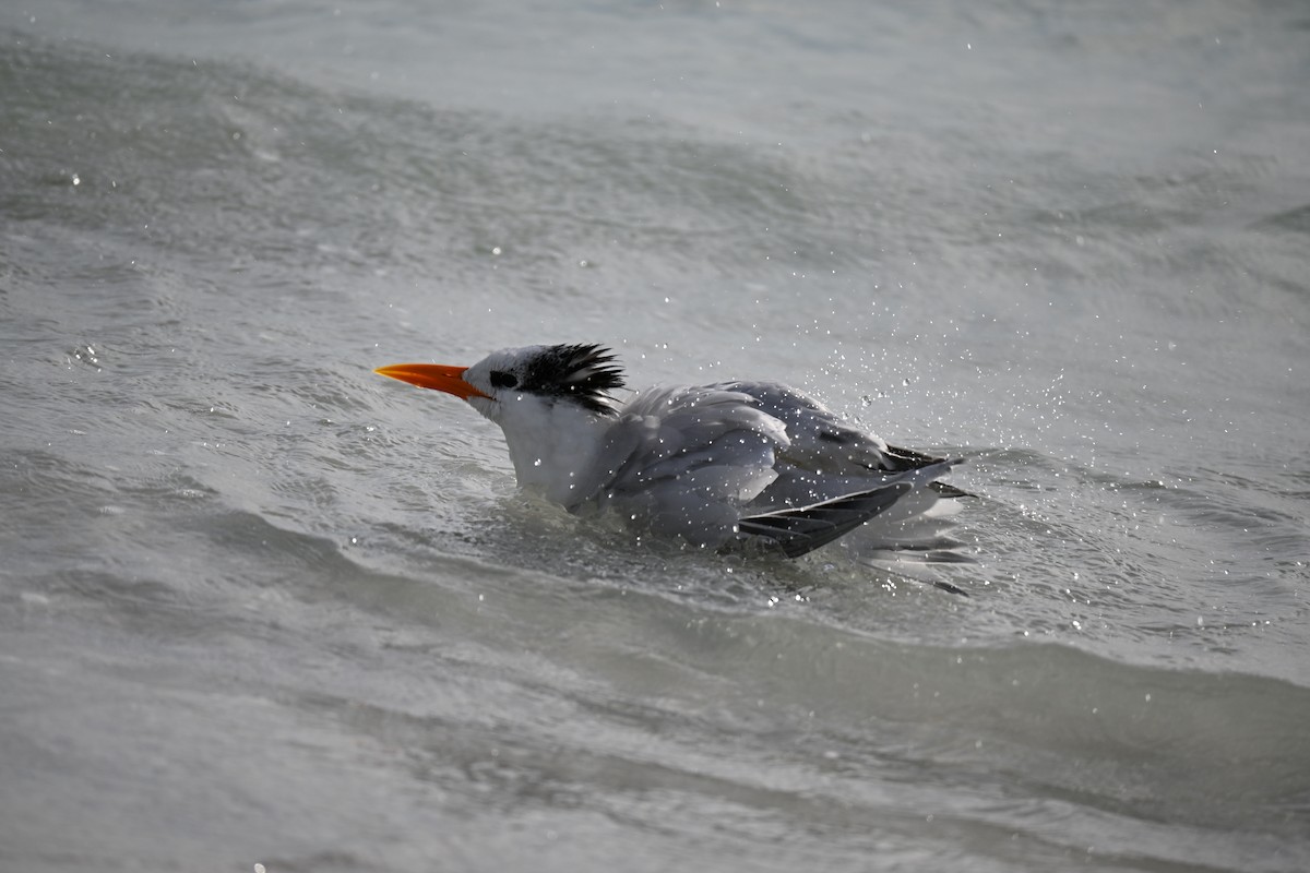 Royal Tern - ML647131544