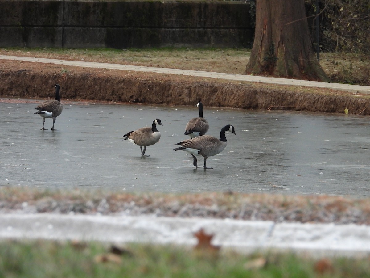 Canada Goose - ML647131555