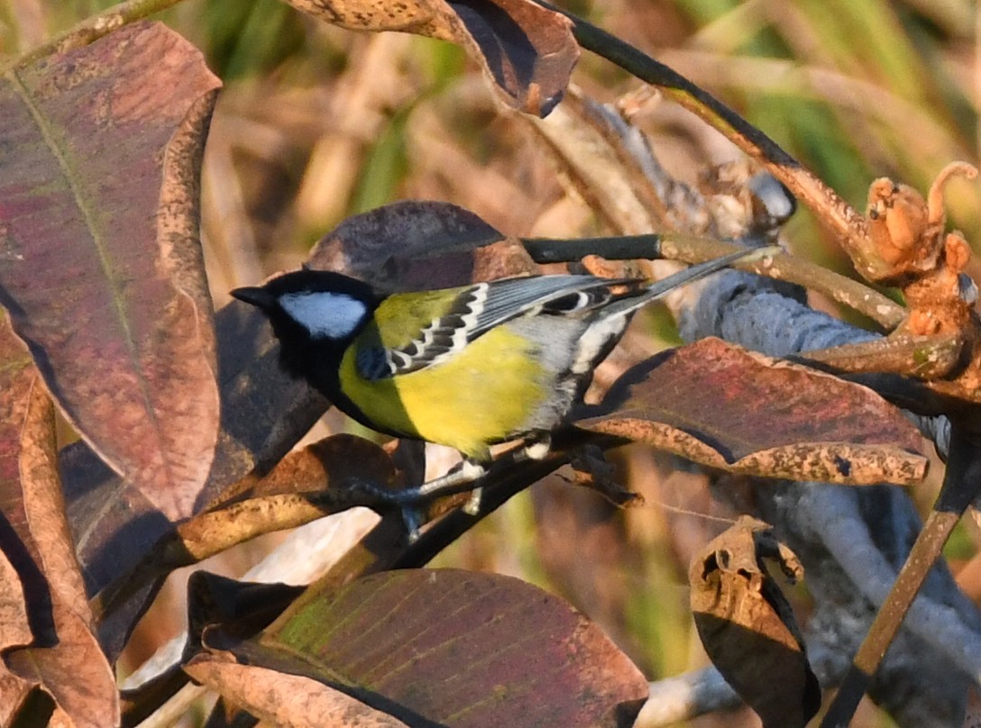 Green-backed Tit - ML647131562