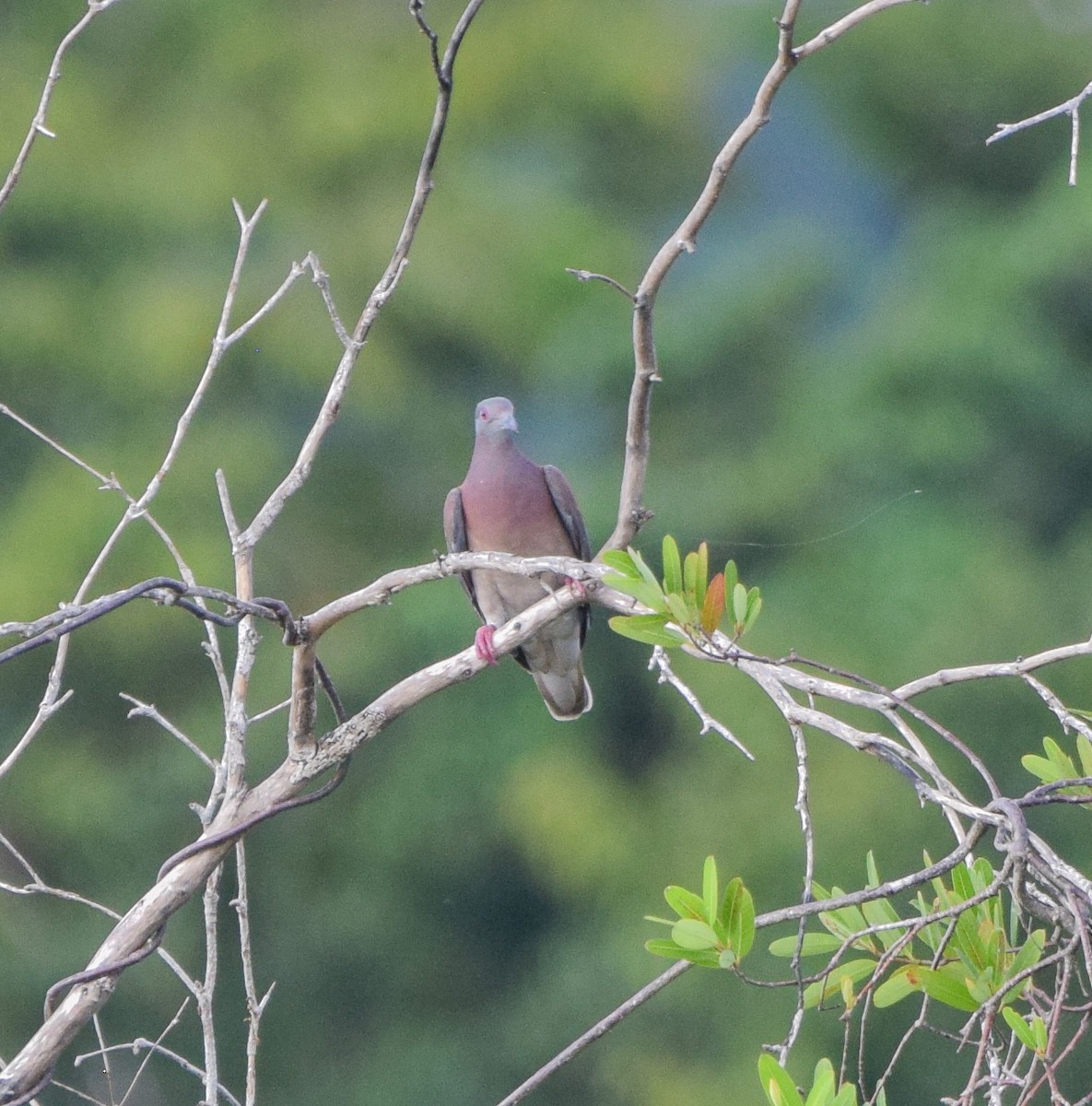 Pale-vented Pigeon - ML647131563
