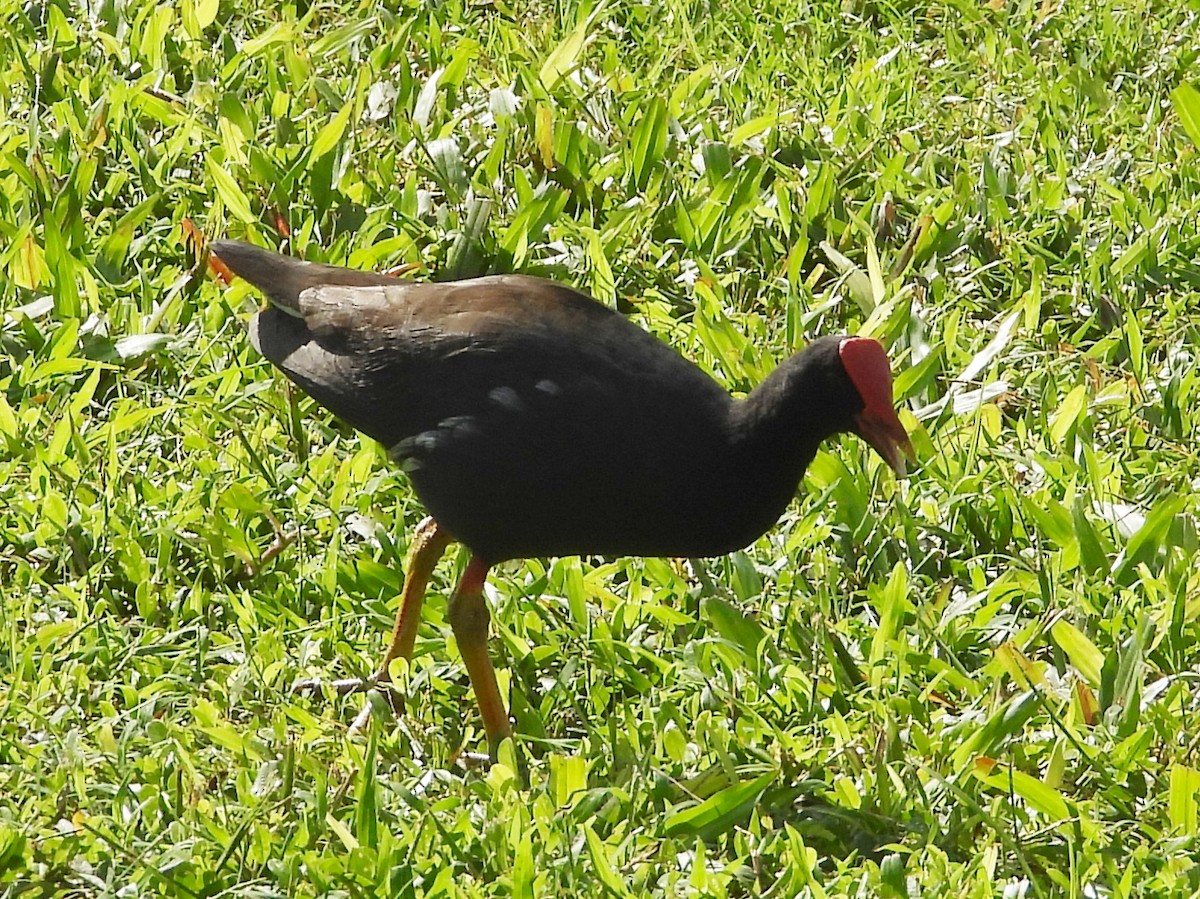 סופית אמריקנית - ML647131564