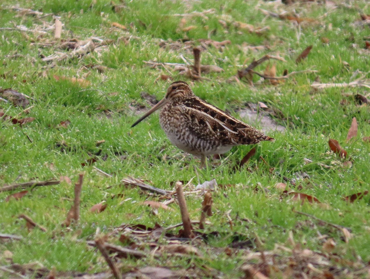 Wilson's Snipe - ML647131566