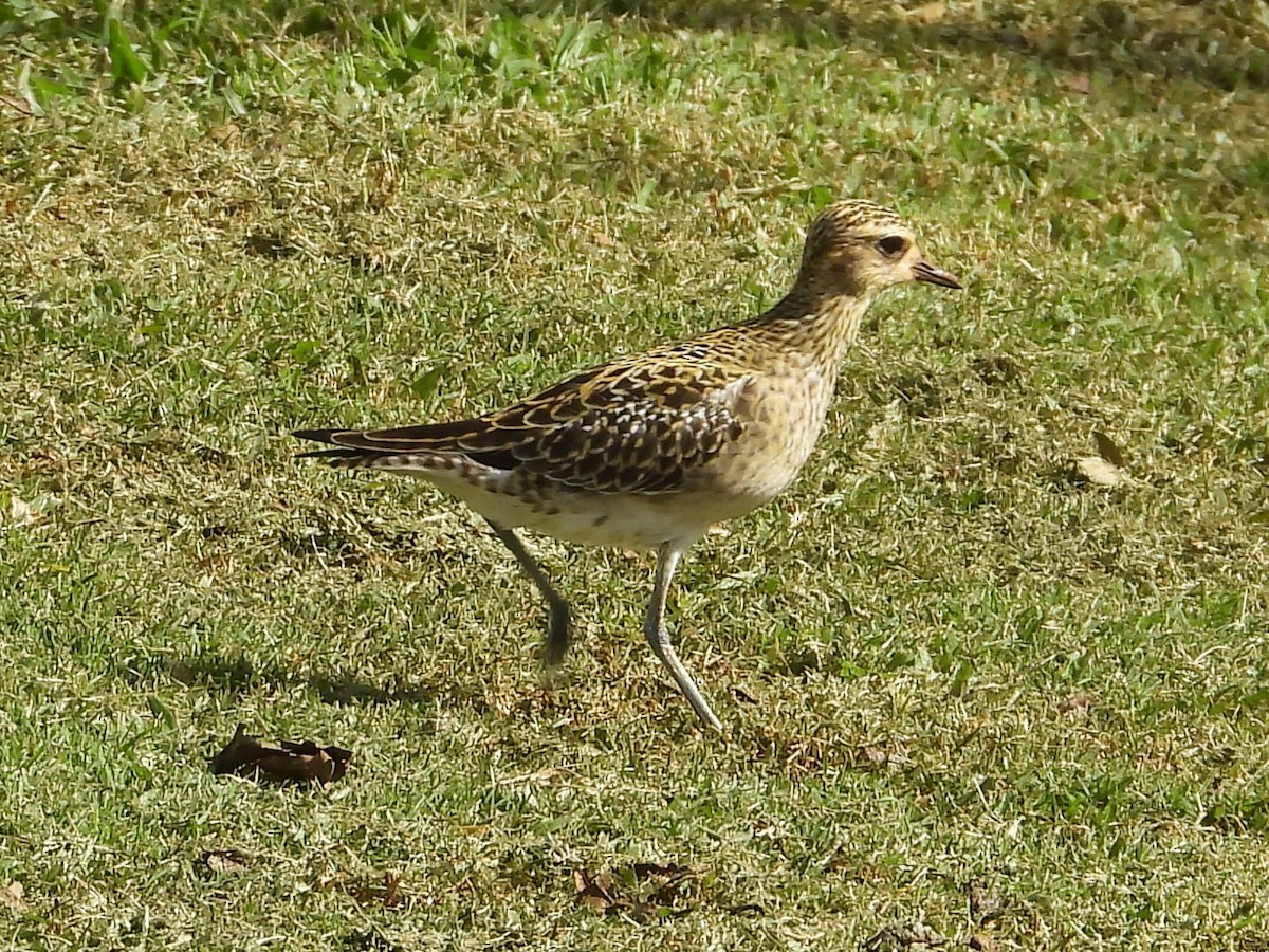 חופזי קטן - ML647131567