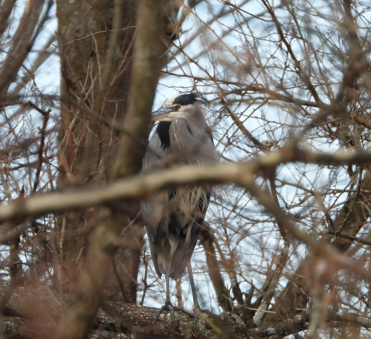 Great Blue Heron - ML647131571