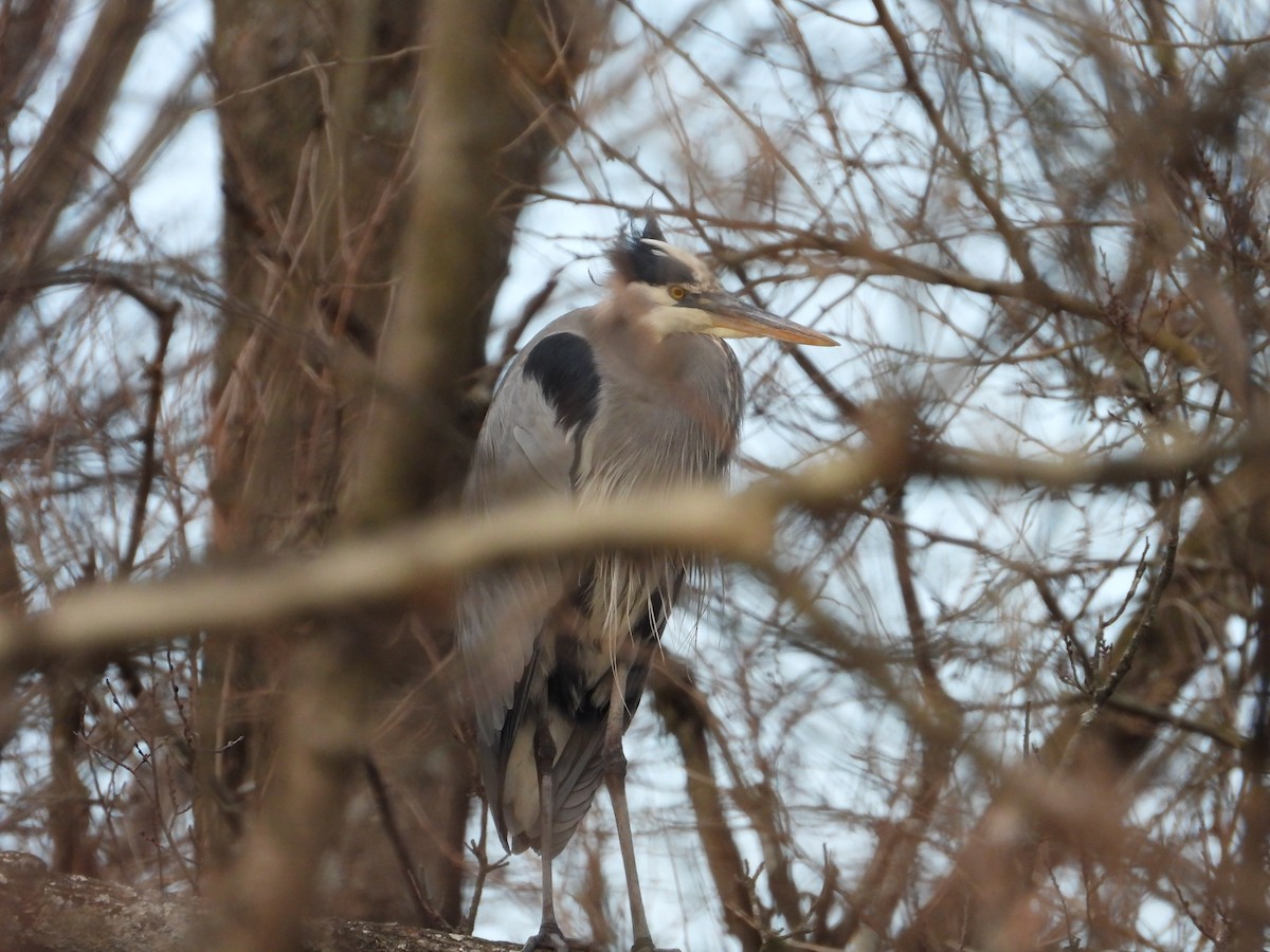 Great Blue Heron - ML647131572