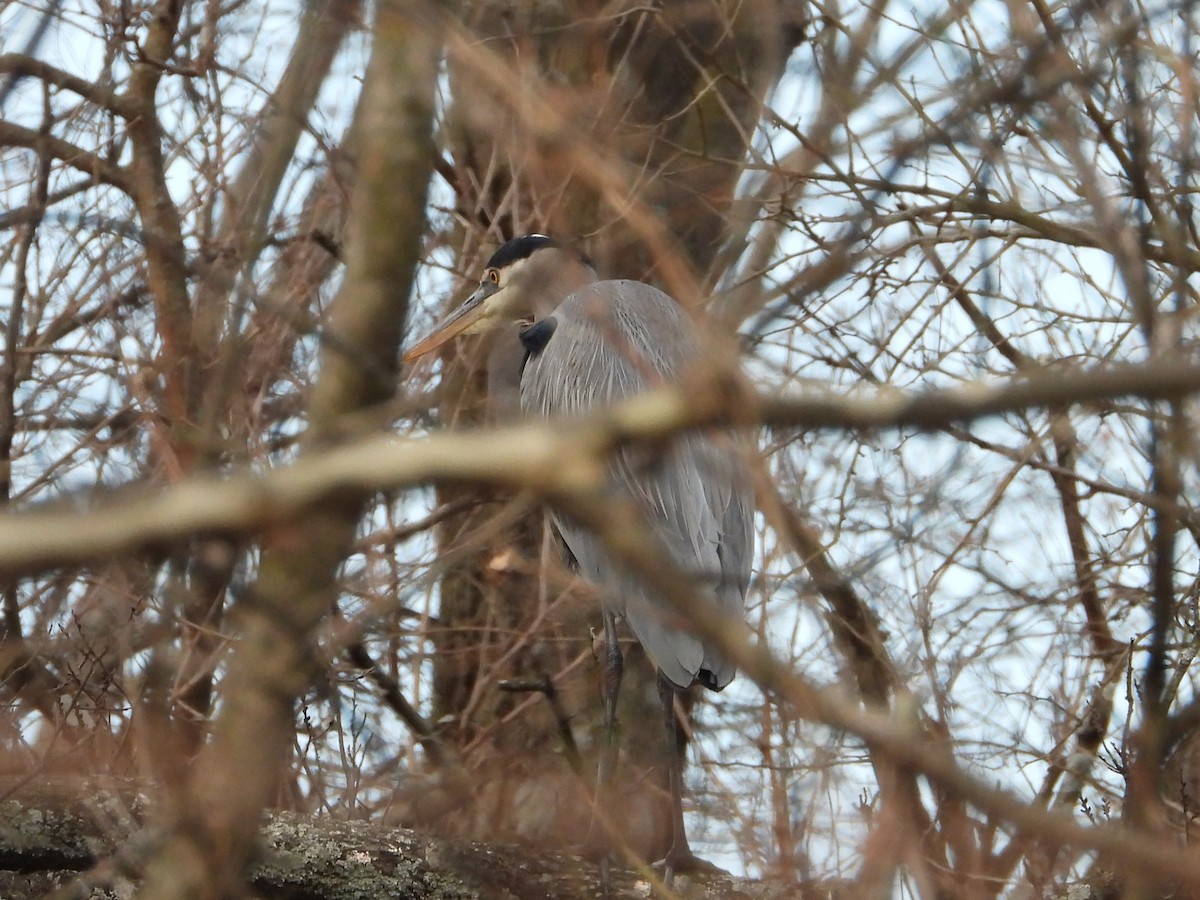 Great Blue Heron - ML647131573