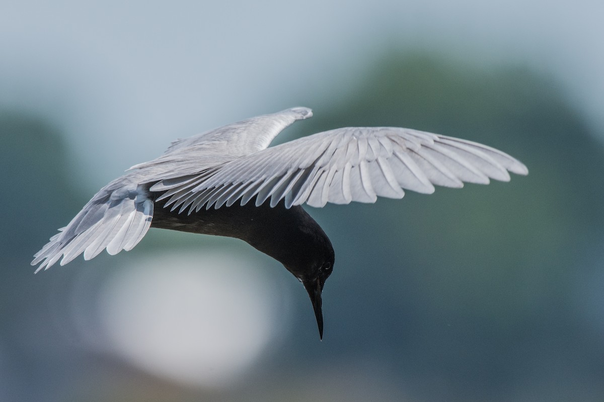 Trauerseeschwalbe - ML647131576