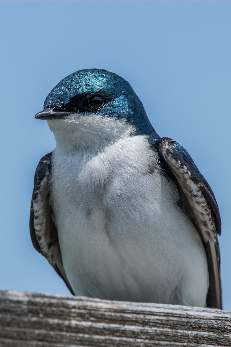 Sumpfschwalbe - ML647131581