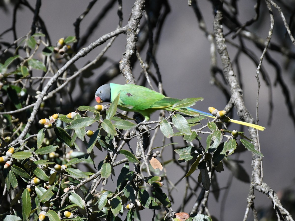 Гималайский кольчатый попугай - ML647131583